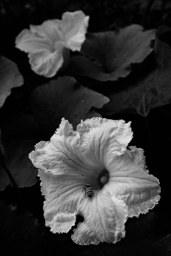 호박꽃1.jpg : 호박꽃