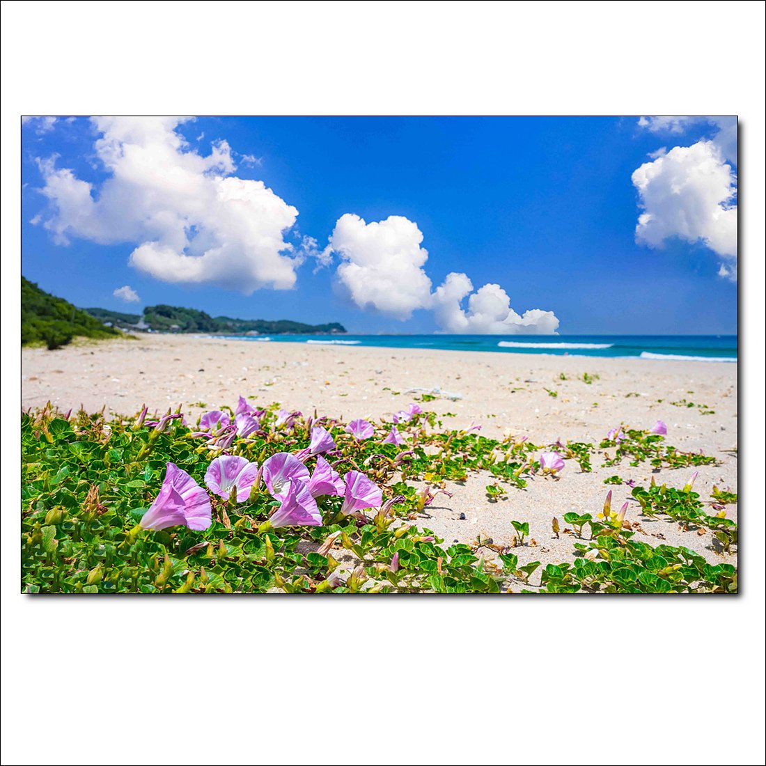 _DSC3369.jpg : 갯메꽃