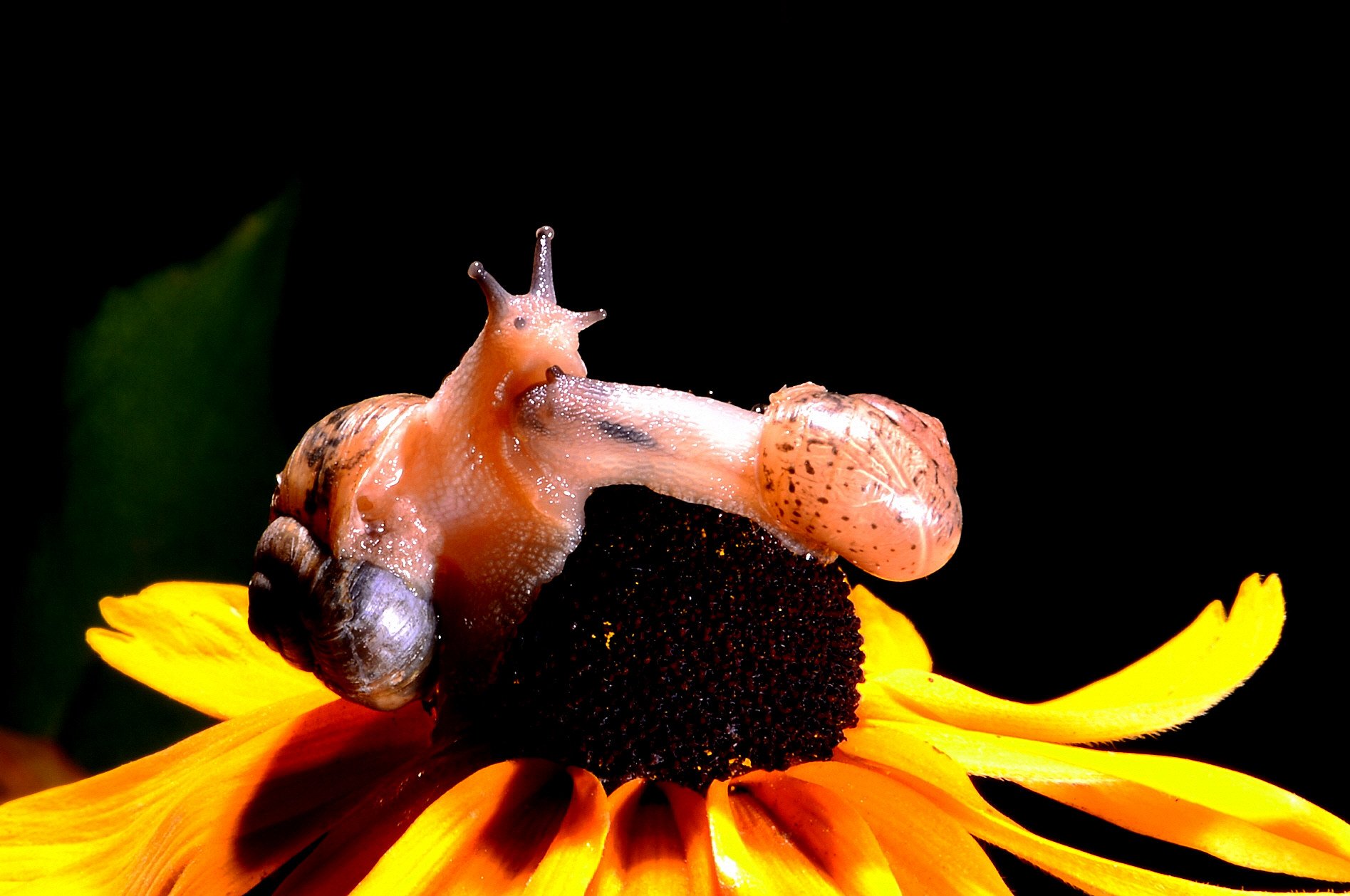 DSC_6487.JPG : 달팽이 추억