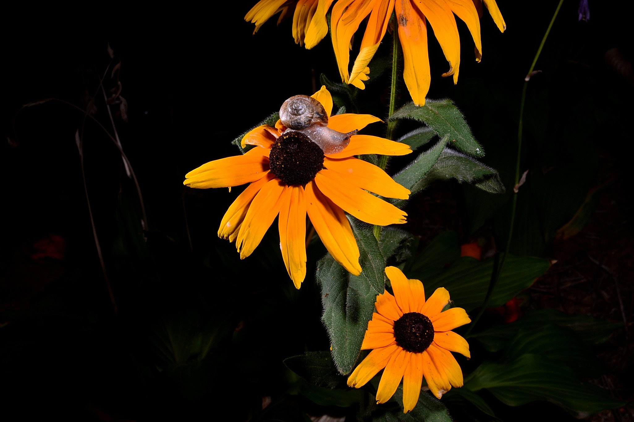 DSC_6458.JPG : 달팽이 추억