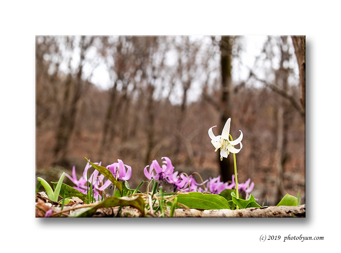 181A1441-편집.jpg : 얼레지