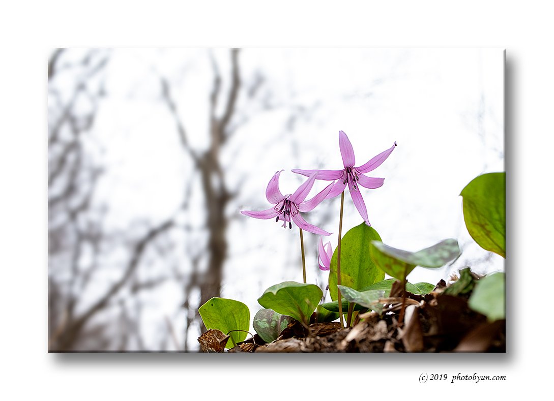 181A1354-편집.jpg : 얼레지