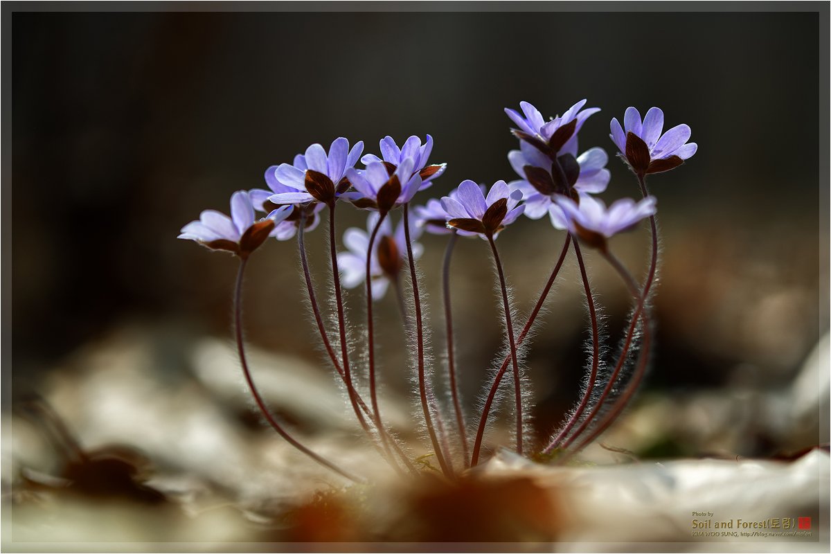 DSC_5527j12.jpg : 김포 노루귀