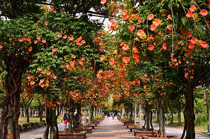 DSC_6410.JPG : 능소화의 여름나기