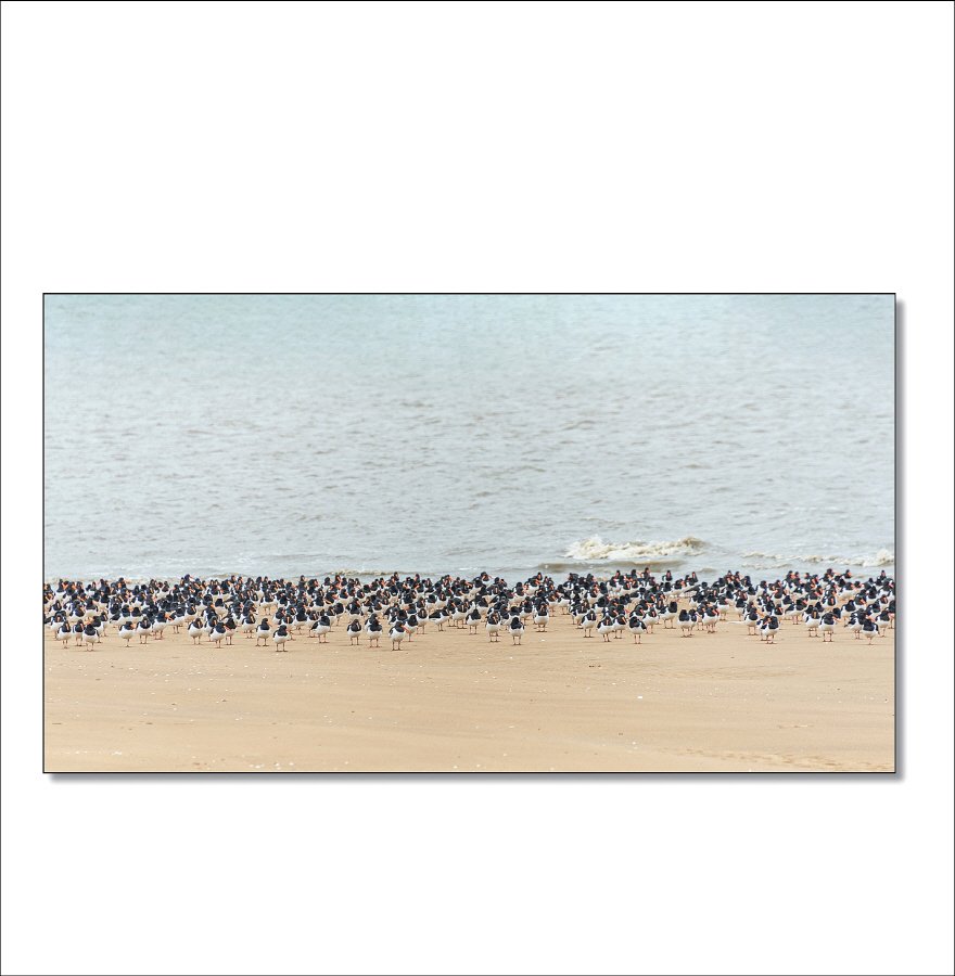 [R]DSC_0218.jpg : 검은머리물떼새