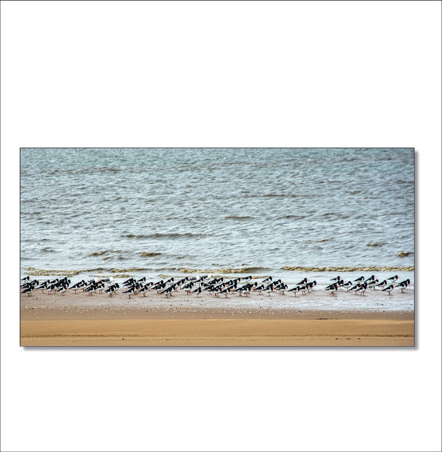 [R]DSC_0191.jpg : 검은머리물떼새