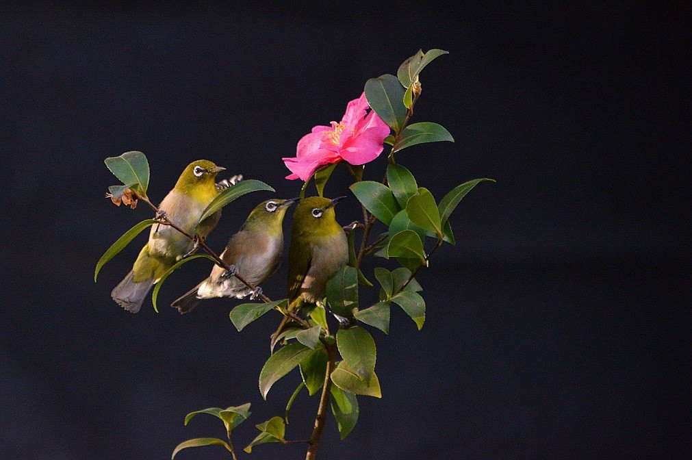 BandPhoto_17324767350.jpg : 새가 날아든다~~