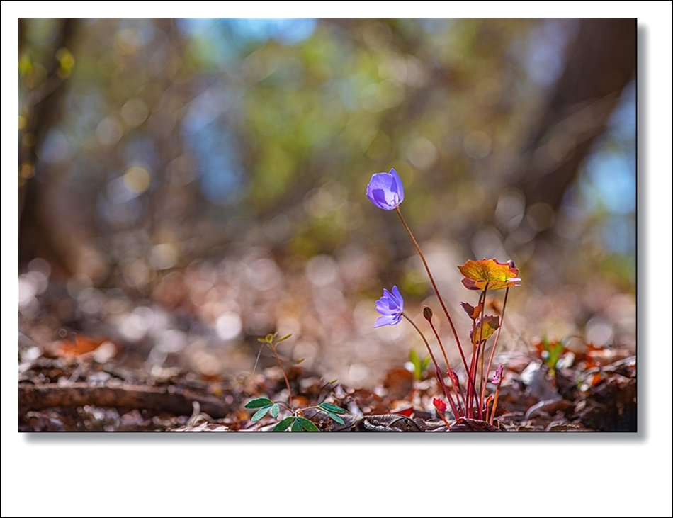 DSC_1672.jpg : 야생화 : 깽깽이풀