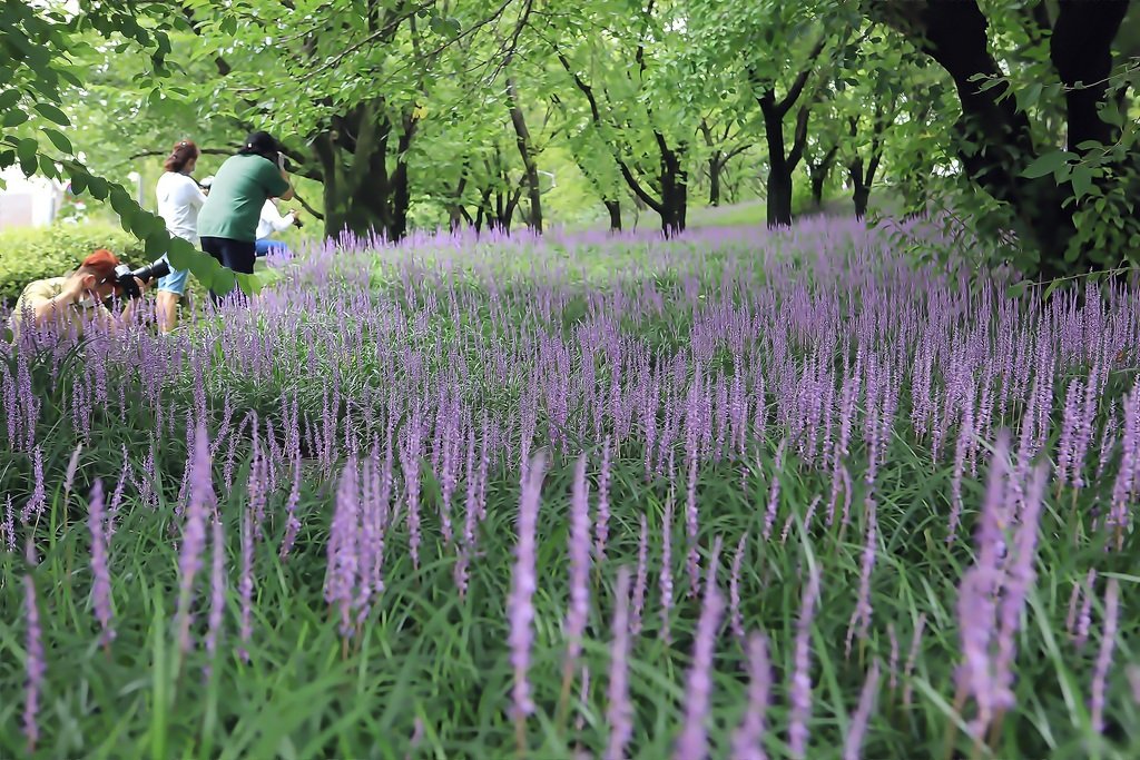 5K5A8319-20200806-20200806-20200806.jpg : 맹문동