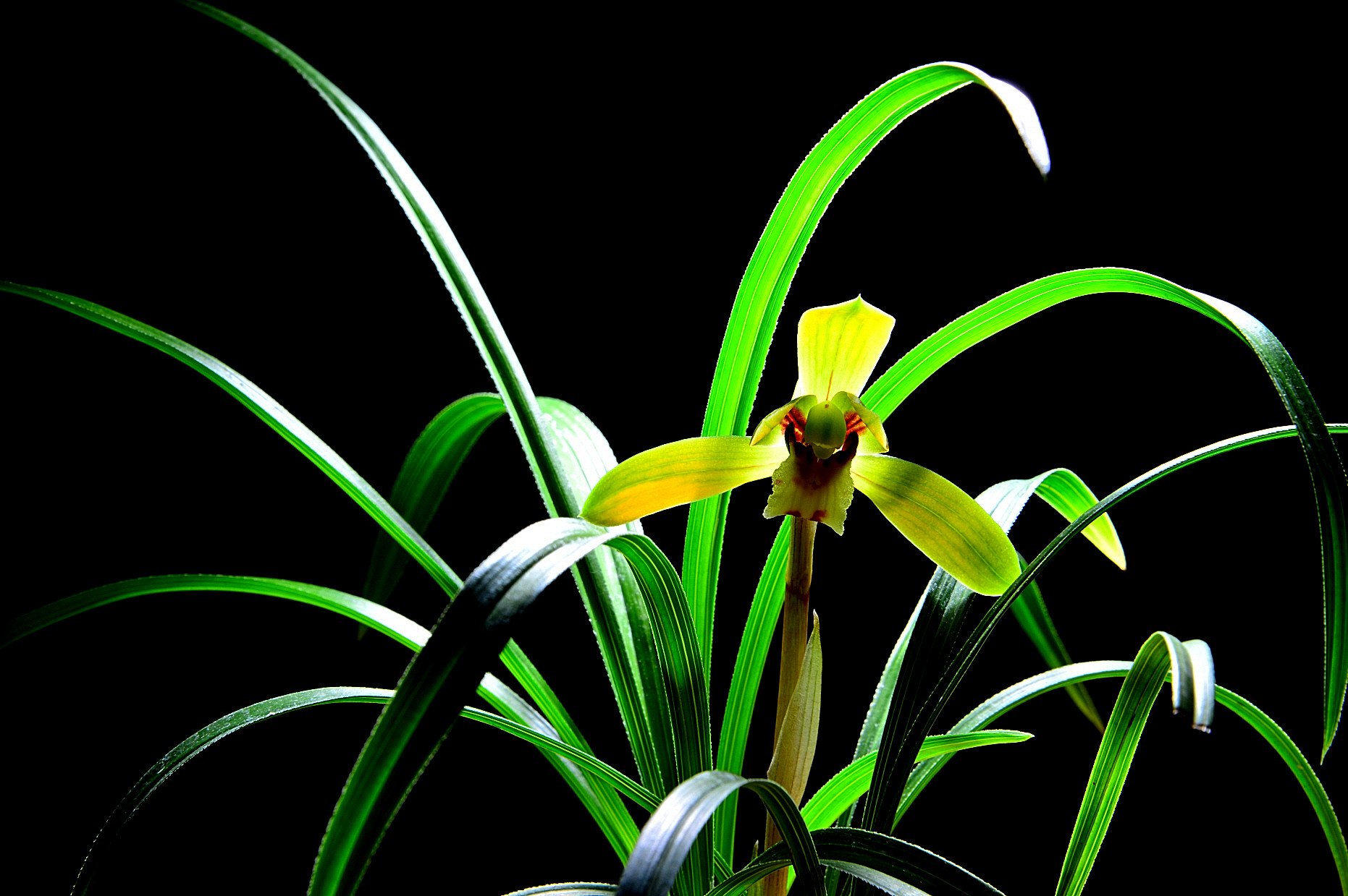 DSC_1881.JPG : 난실을 다녀와서 !!