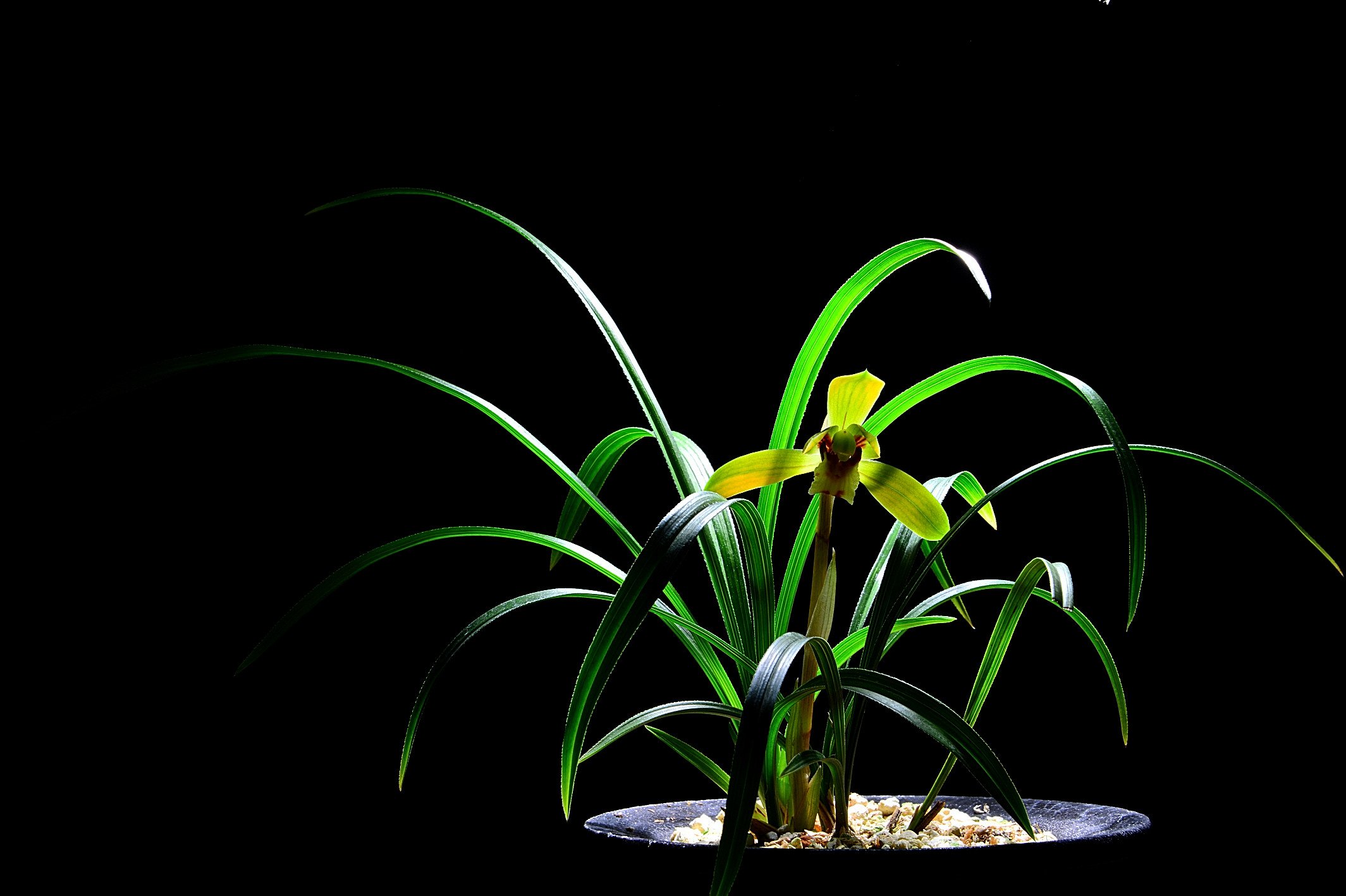 DSC_1882.JPG : 난실을 다녀와서 !!