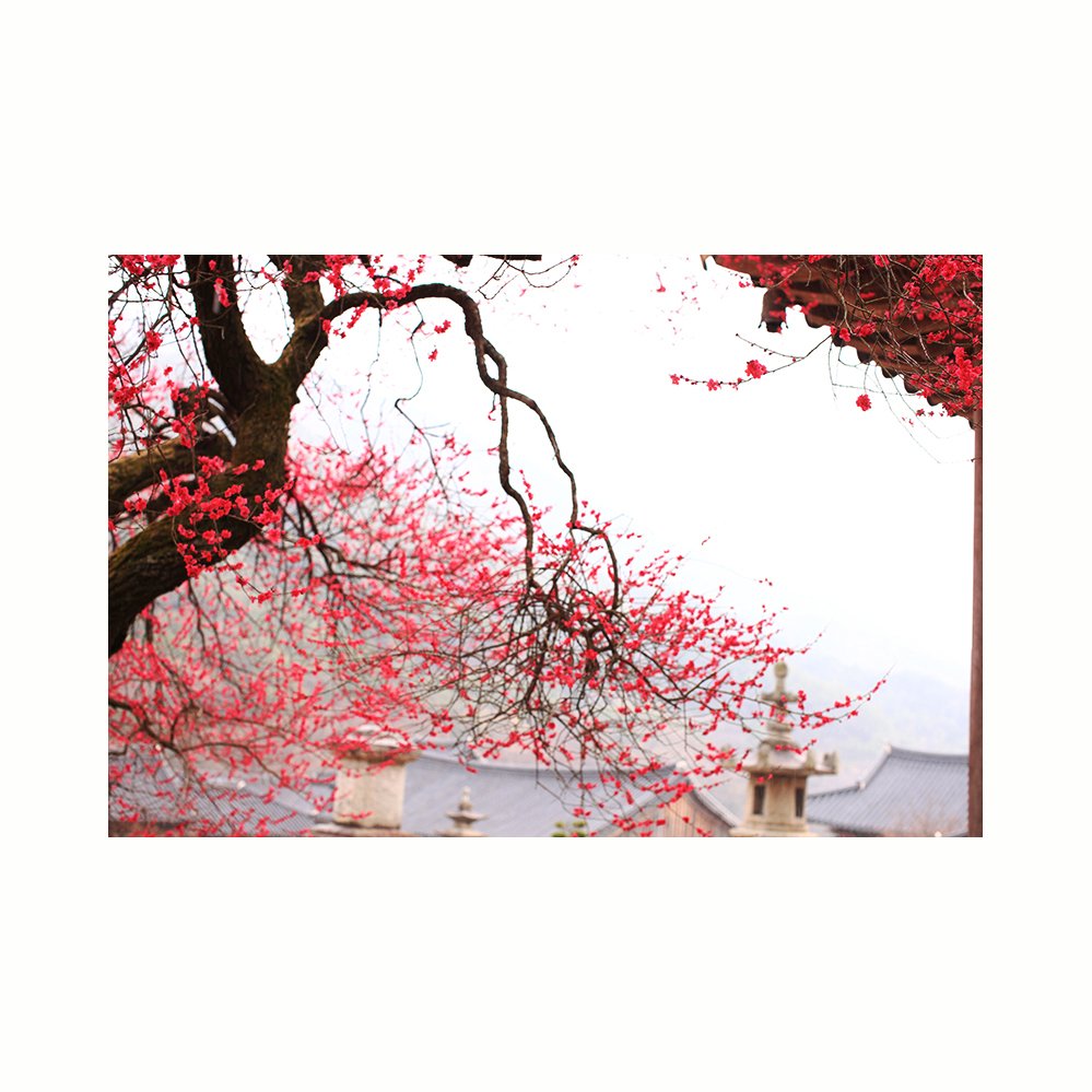 IMG_6539-1-7.jpg : 선비의 향기..