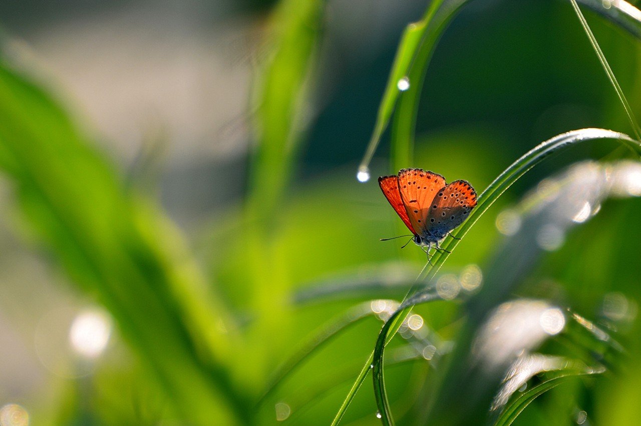 BandPhoto_9548242285.jpg : 시흥연꽃ㅡ정모숙제