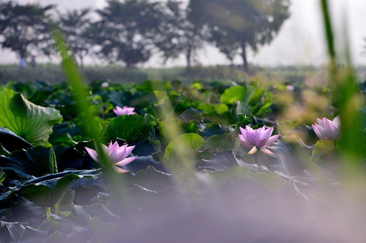 BandPhoto_9548242217.jpg : 시흥연꽃ㅡ정모숙제