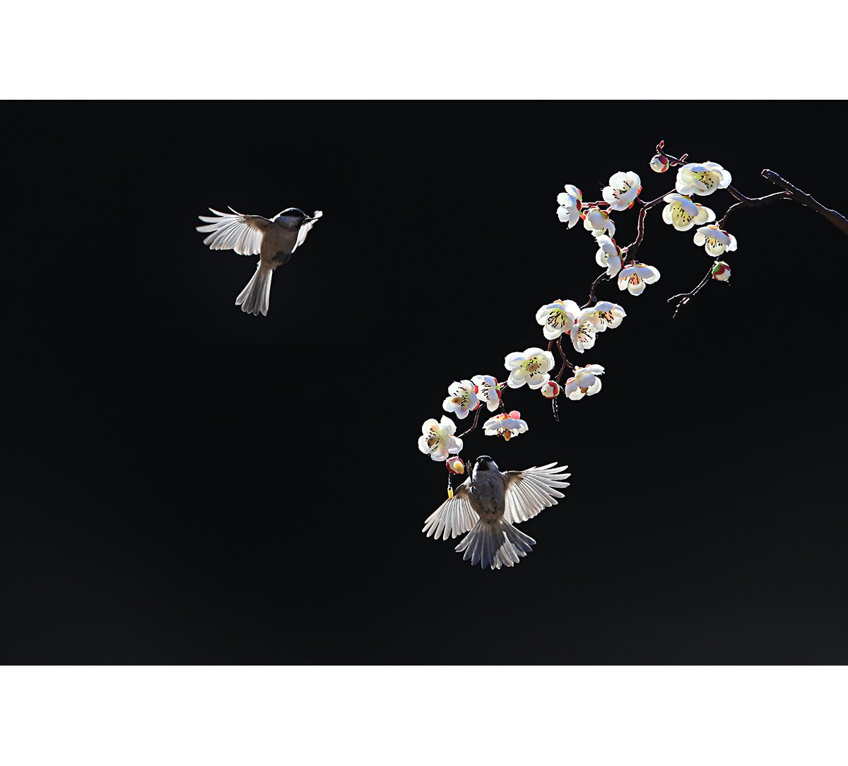 2M3A3870.jpg : 새와 하루^^