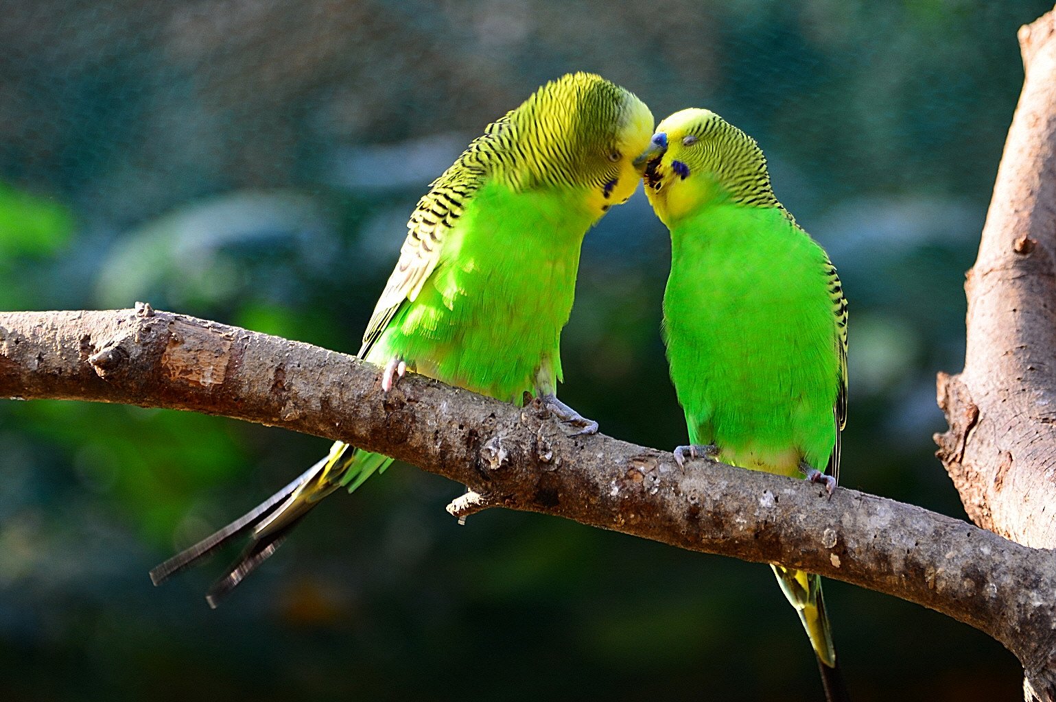 DSC_0457.JPG : 아산 세계꽃식물원