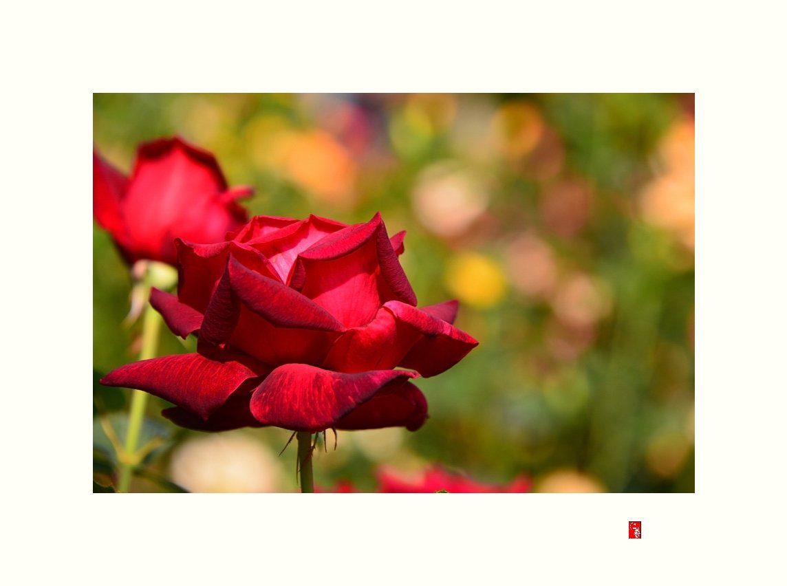 IMG_20180610_085137.jpg : 정모숙제♡서울대공원