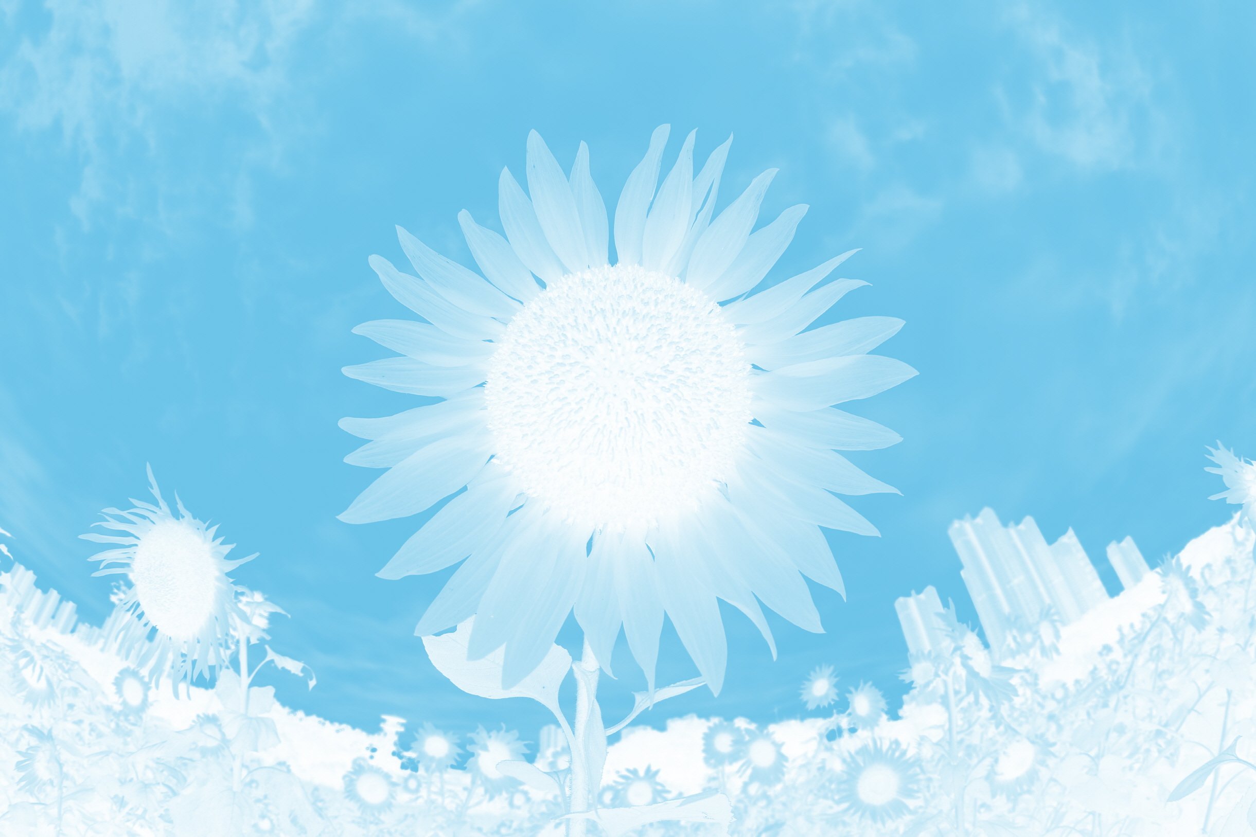 0T6A5767-3-꿈바라기.jpg : 꿈 속 바라기