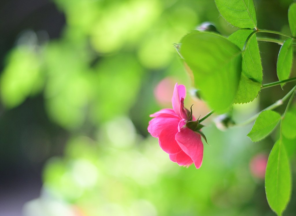 _DSC7719.jpg : 5월의 장미