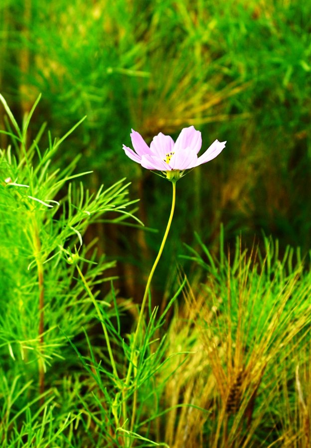 DSC00280.JPG : 당수동 벙개