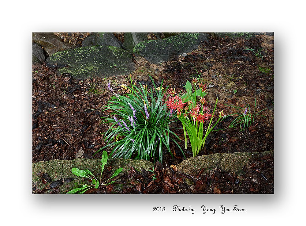 DSC_5892-r-s.jpg : 공생합시다~~