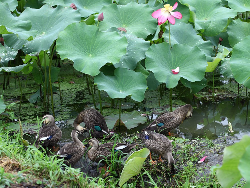 IMG_0221-.jpg : 우중에