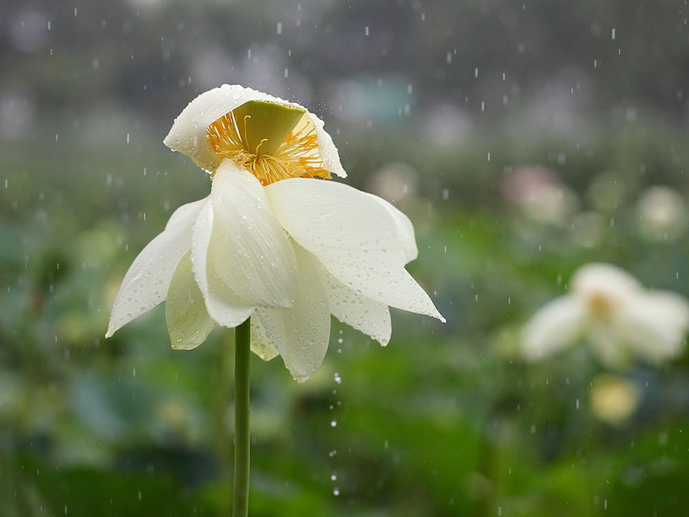 IMG_0118-.jpg : 우중에