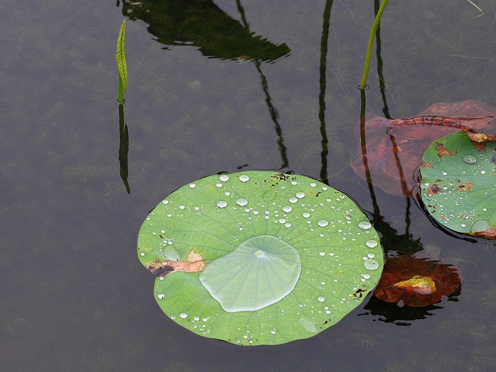 IMG_0266-.jpg : 우중에