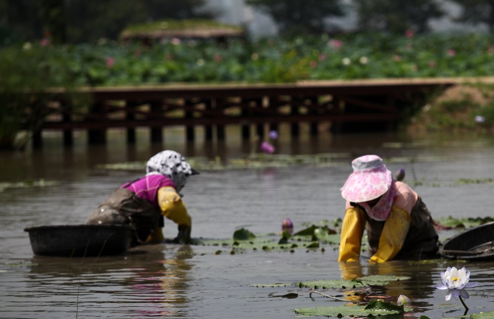 IMG_8938.JPG : 이쁜 연꽃을 볼 수 있도록 애쓰시는 분들