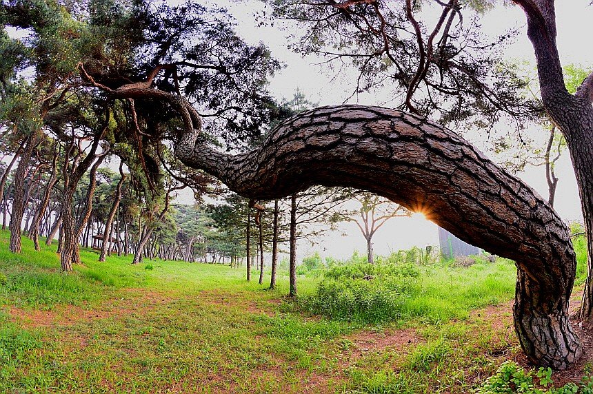 BandPhoto_13140924206.jpg : 솔숲공원