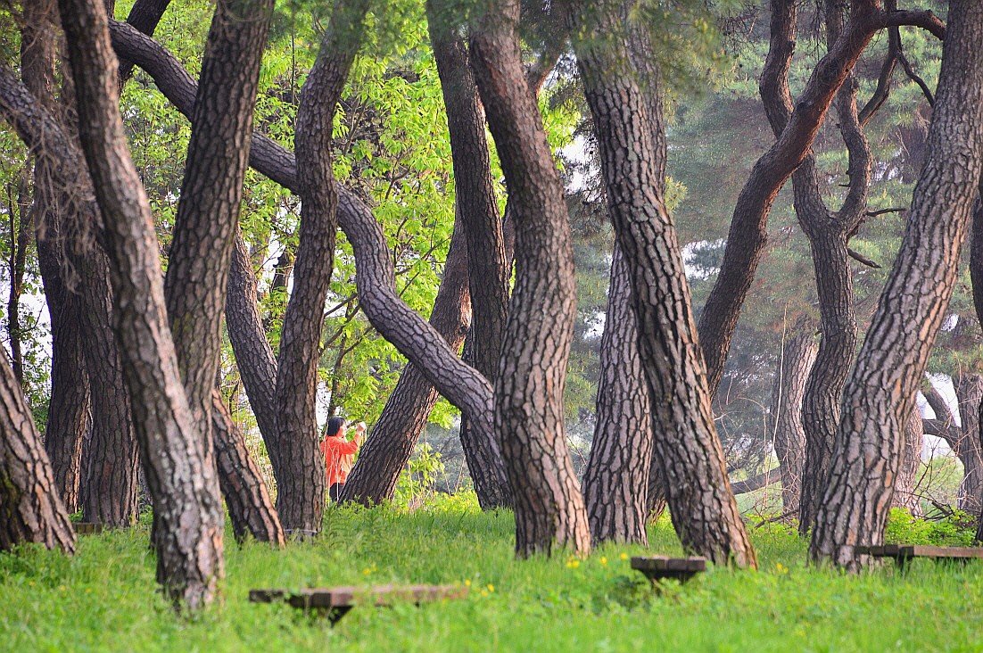 BandPhoto_13140924205.jpg : 솔숲공원