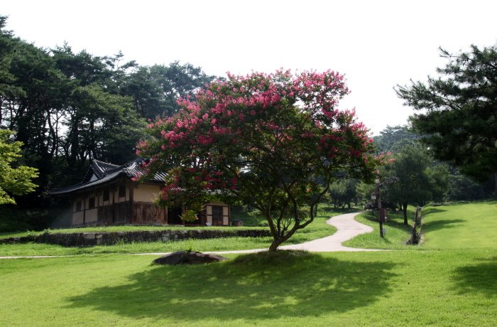 꾸미기_IMG_1081.JPG : 배롱나무