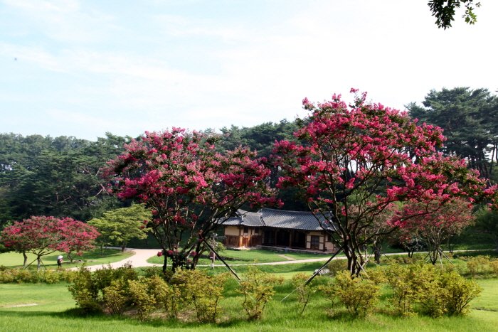 꾸미기_IMG_0992.JPG : 배롱나무