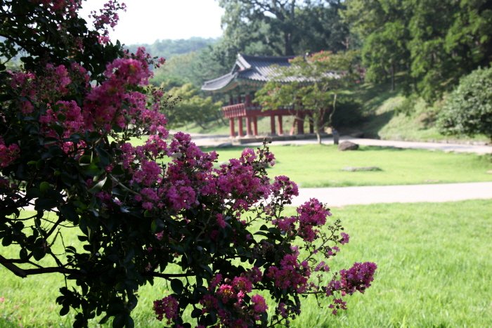 꾸미기_IMG_0981.JPG : 배롱나무