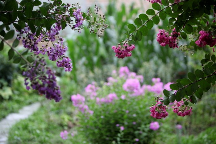 꾸미기_IMG_0639.JPG : 배롱나무