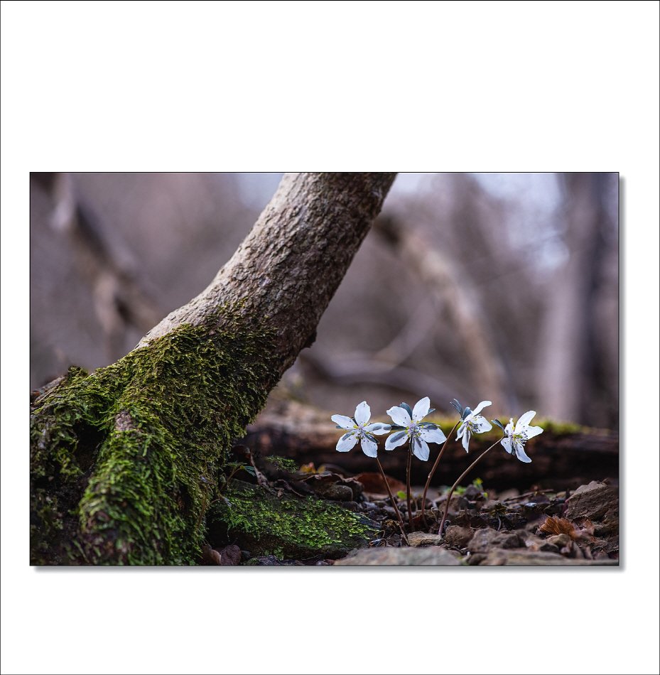 [R]DSC_0624.jpg : 야생화 : 변산바람꽃