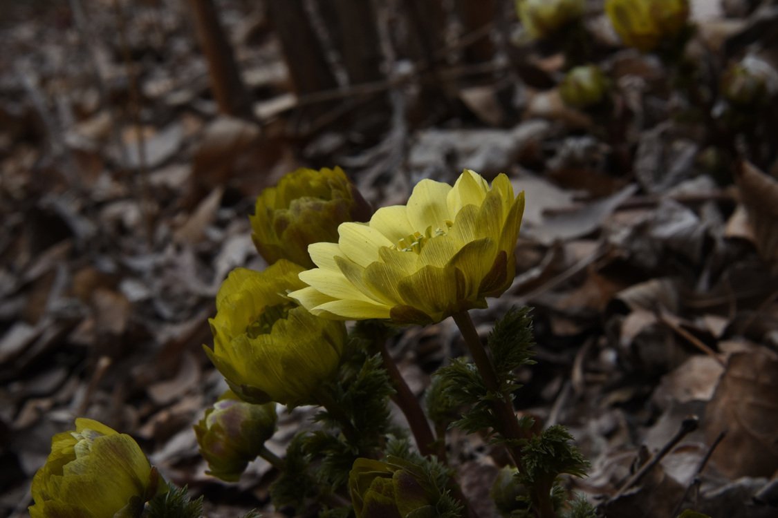 DSC_8062.jpg : 물향기수목원 복수초....