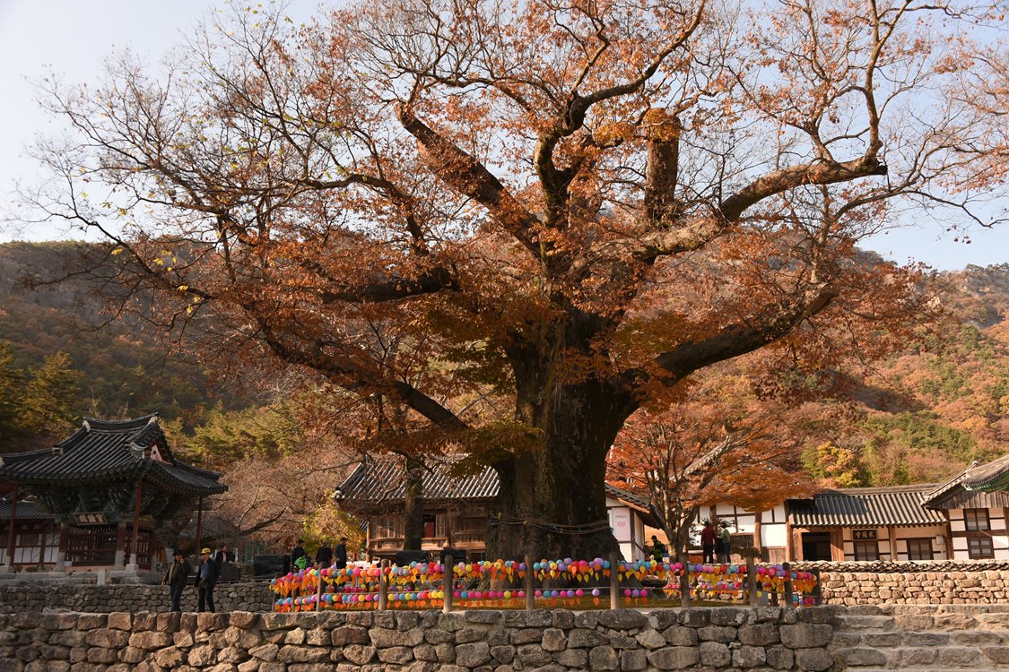 DSC_7601.jpg : 내소사 가을풍경.