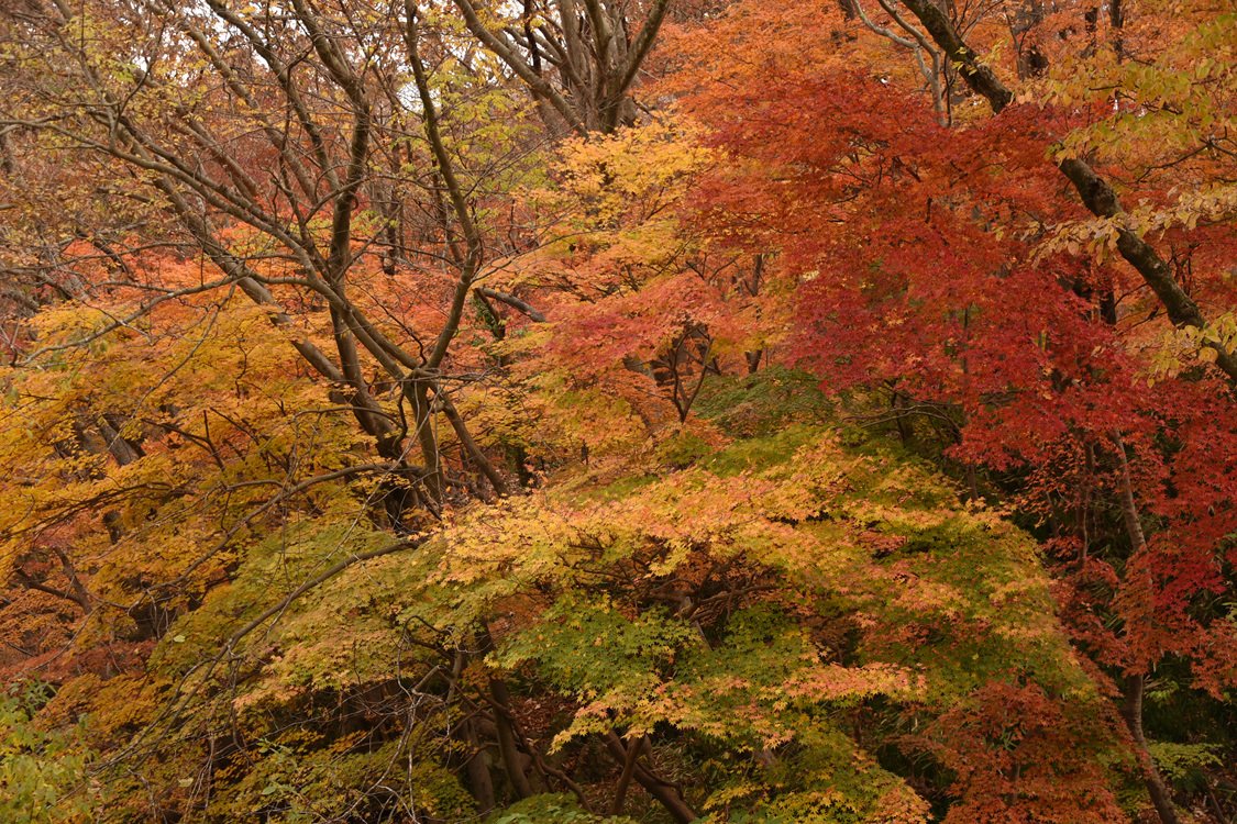 DSC_7585.jpg : 내소사 가을풍경.