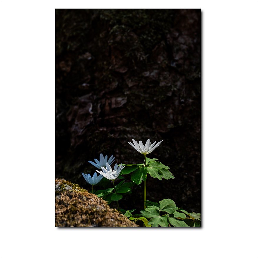 _DSC1203.jpg : 야생화 : 꿩의바람꽃