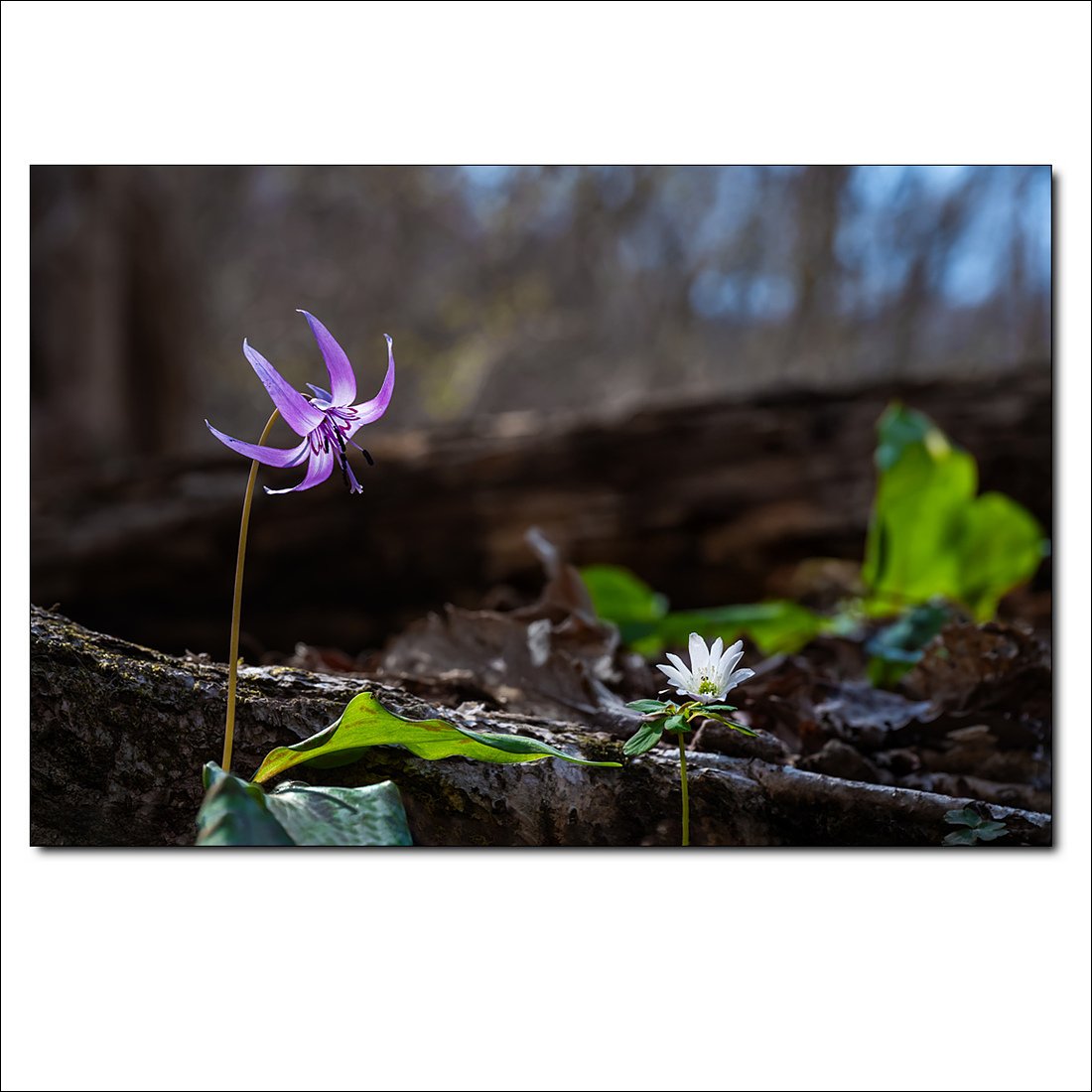 _DSC1207.jpg : 야생화 : 꿩의바람꽃