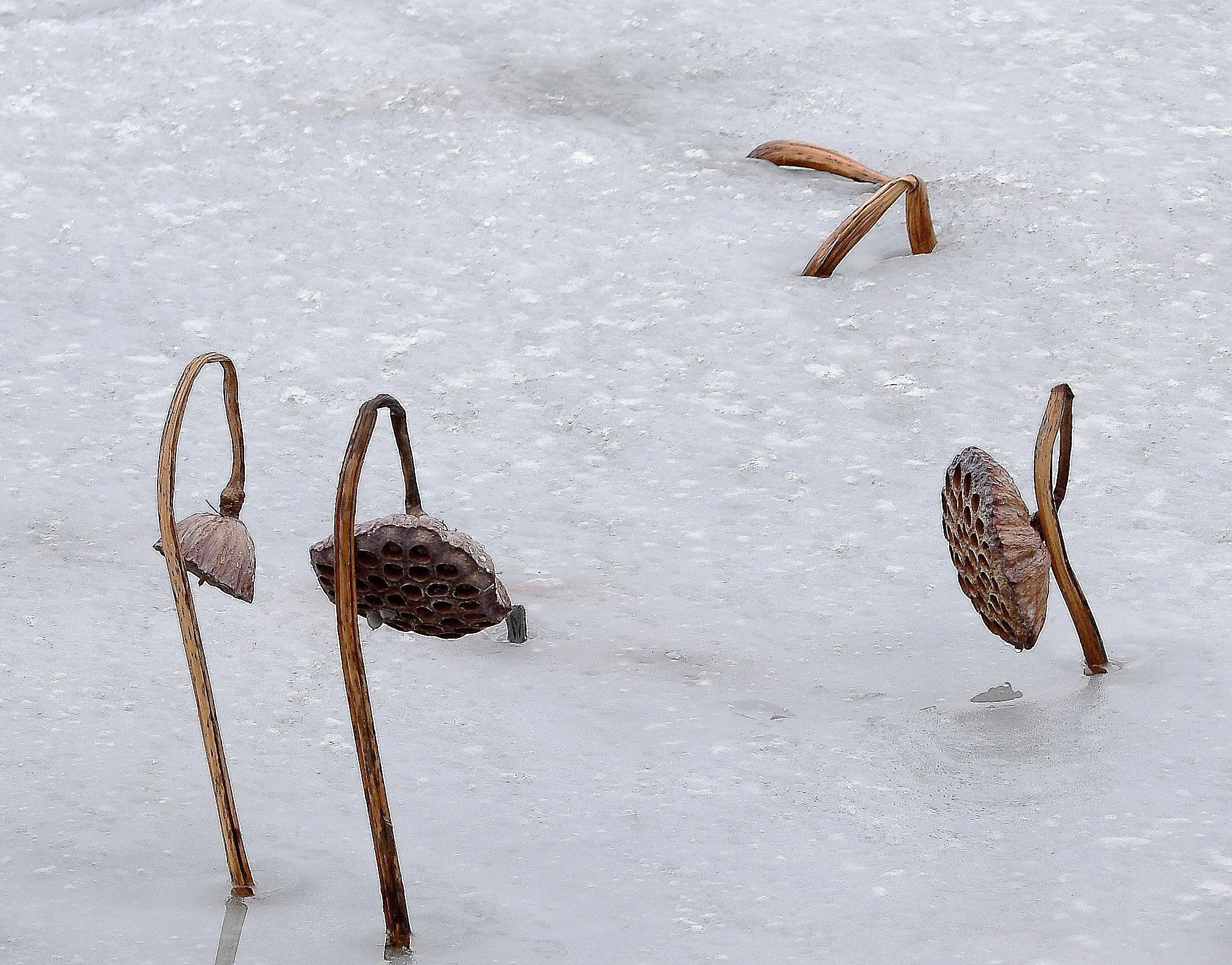 연밥.jpg : 연밥 삼남매..