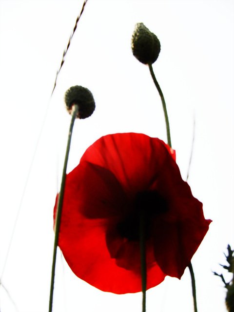 DSCN3826.jpg : 야생양귀비