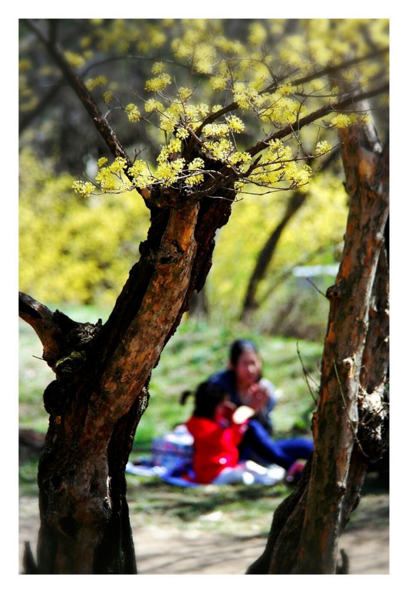 1459845606275.jpg : 산수유 1459845606275.jpg : 산수유