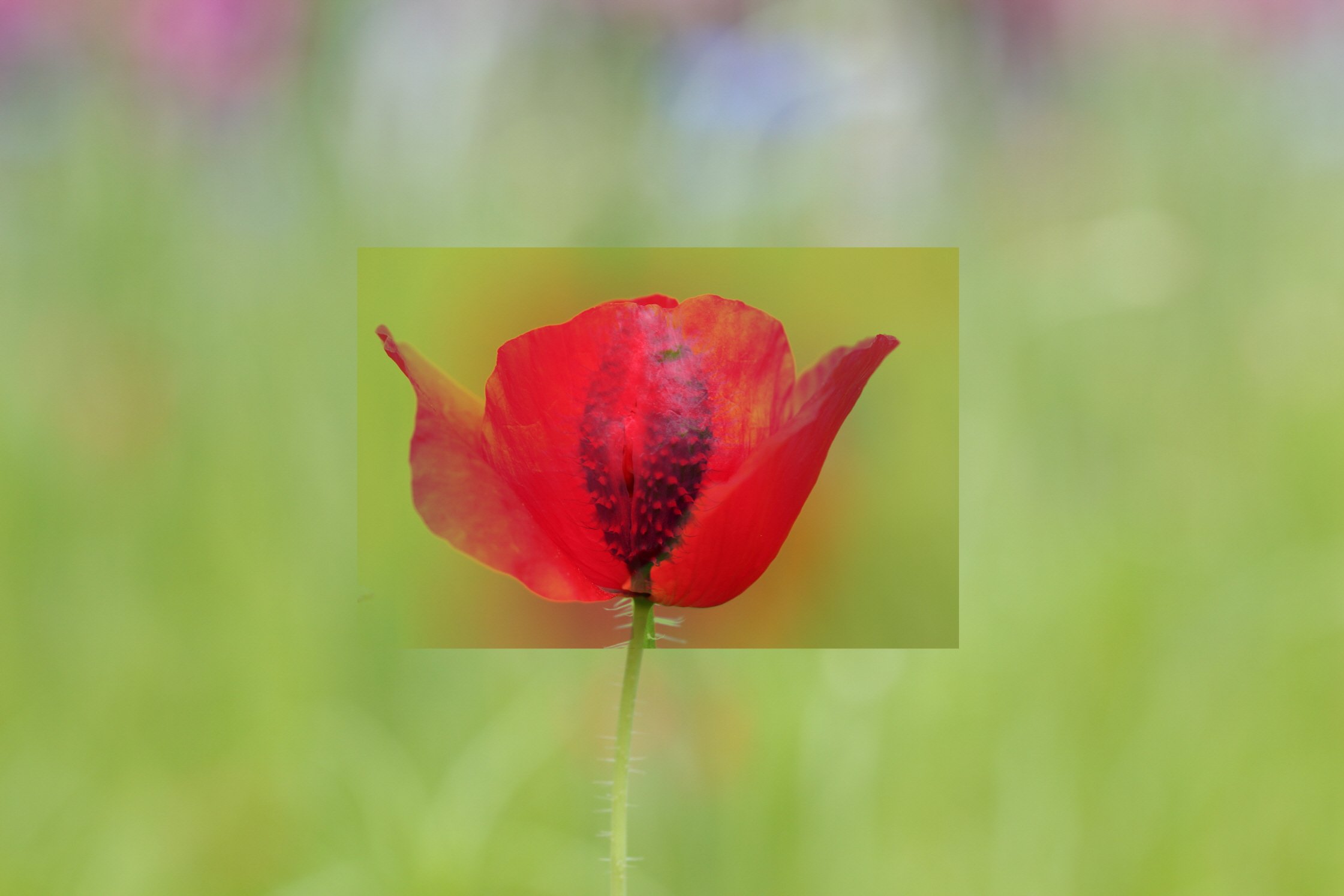 크기변환_합성.JPG : 정모숙제