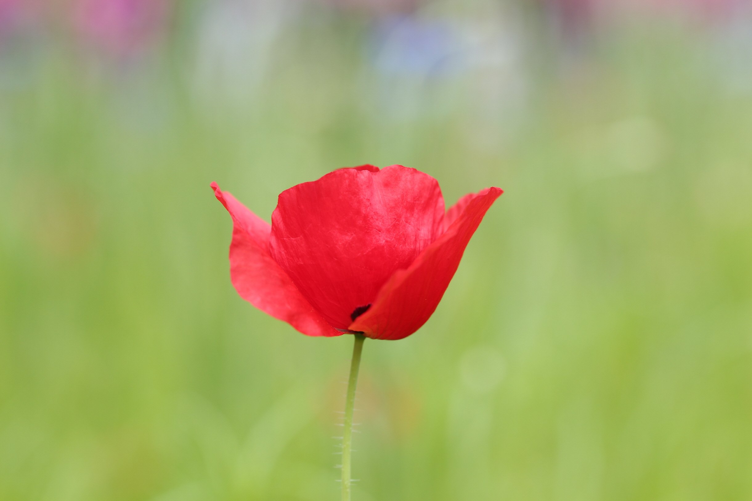 양귀비.JPG : 정모숙제