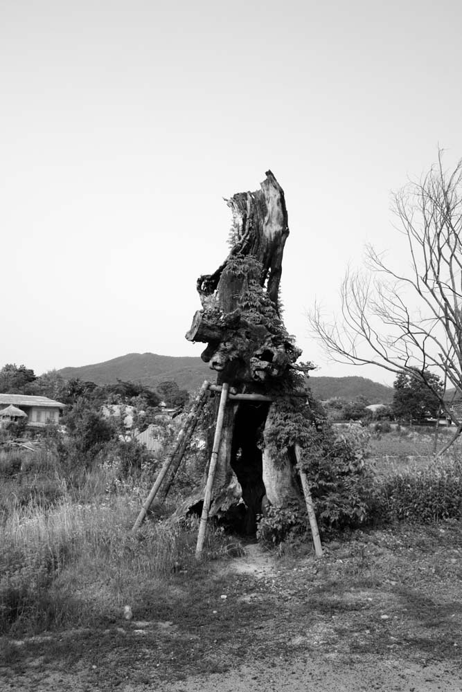 DSC_0844.JPG : 고목의 수호신&제부도