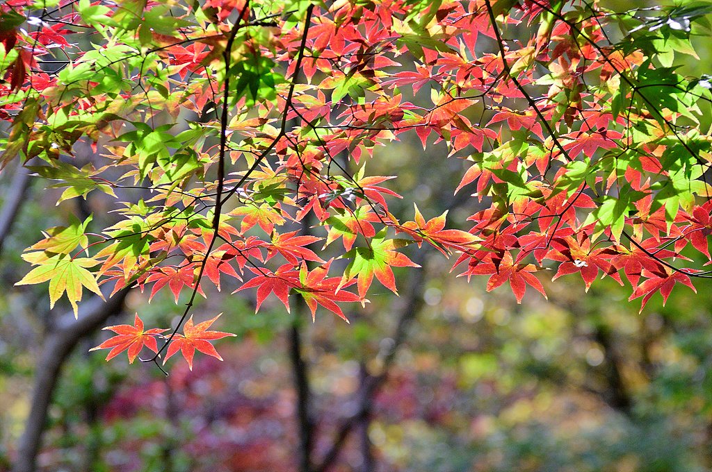 _DSC4519.jpg : 명성산 억새와 단풍 _DSC4519.jpg : 명성산 억새와 단풍