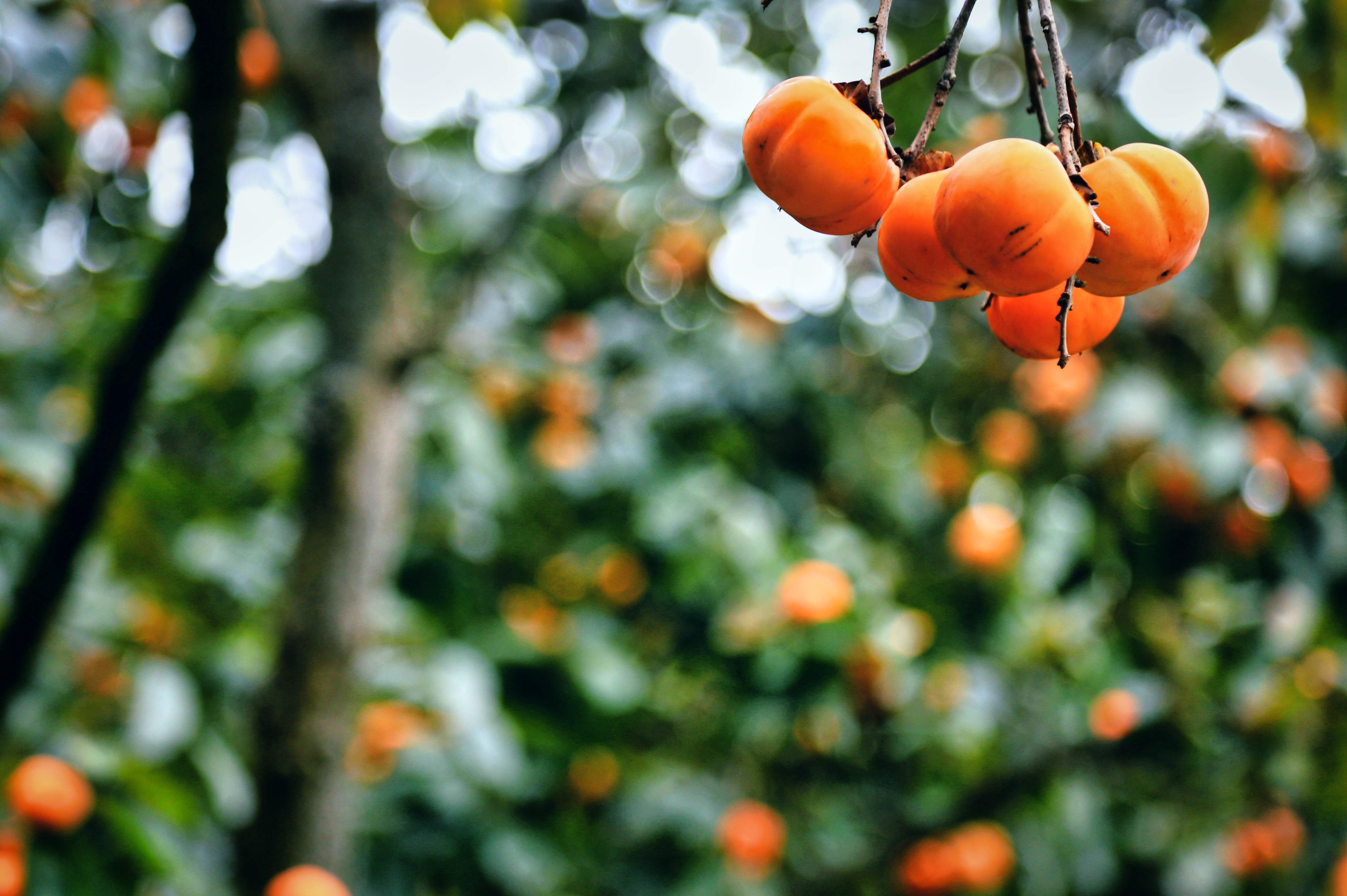 연시감-3.jpg : 감