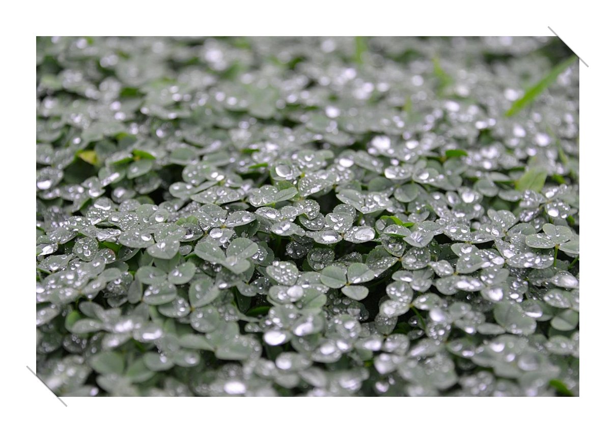 IMG_20160717_094553.jpg : 클로버와 연밥